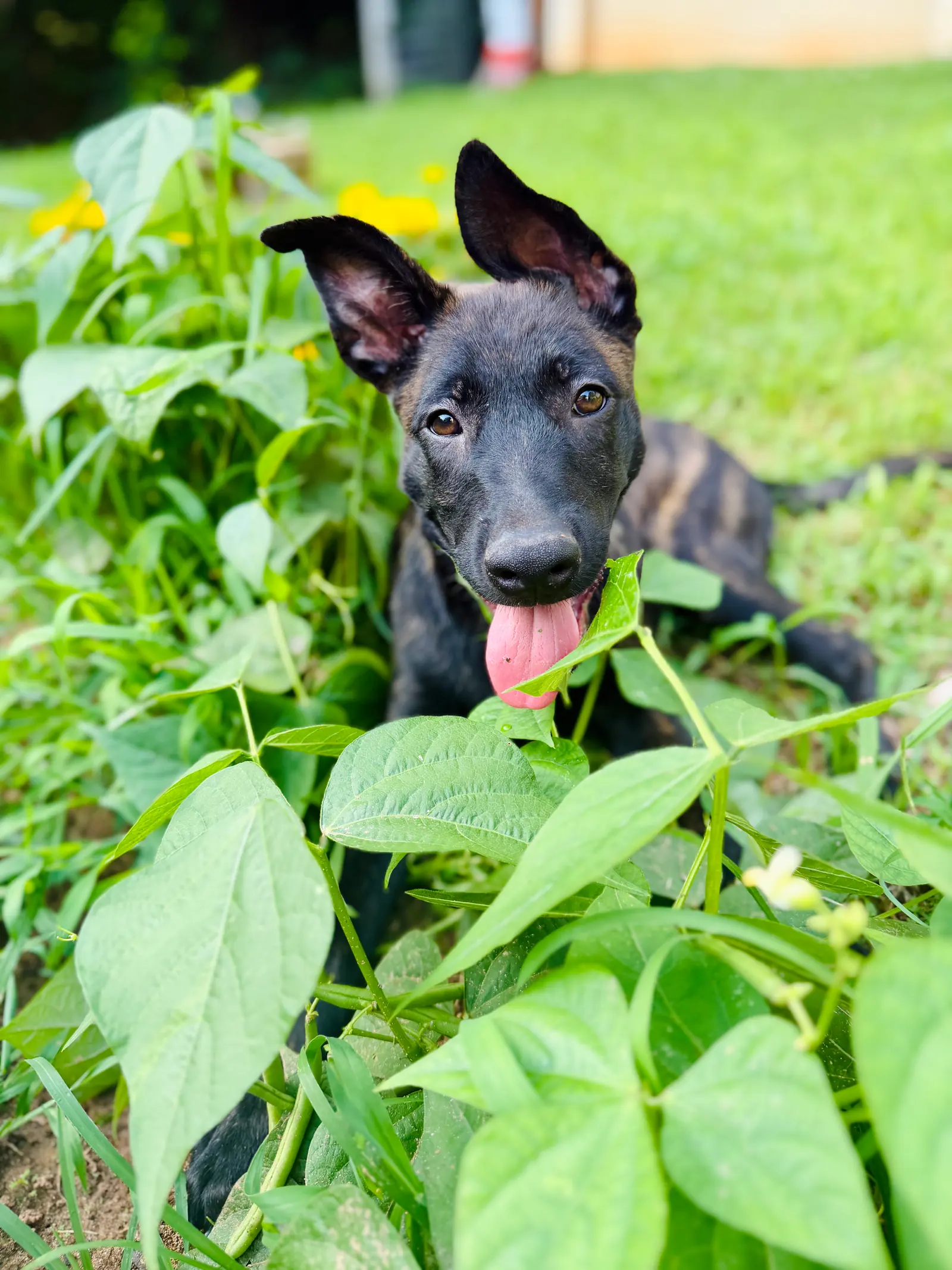 Pet sitting and in-home animal care 6